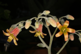 Cotyledon orbiculata RCP10-2015 (62).JPG